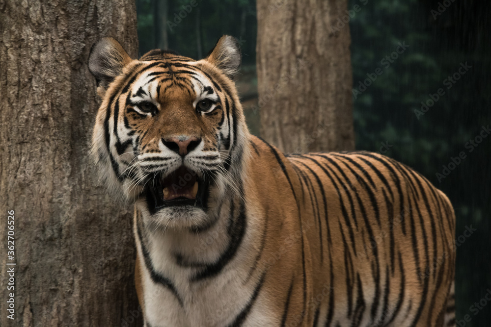 Obraz premium Tiger Portrait
