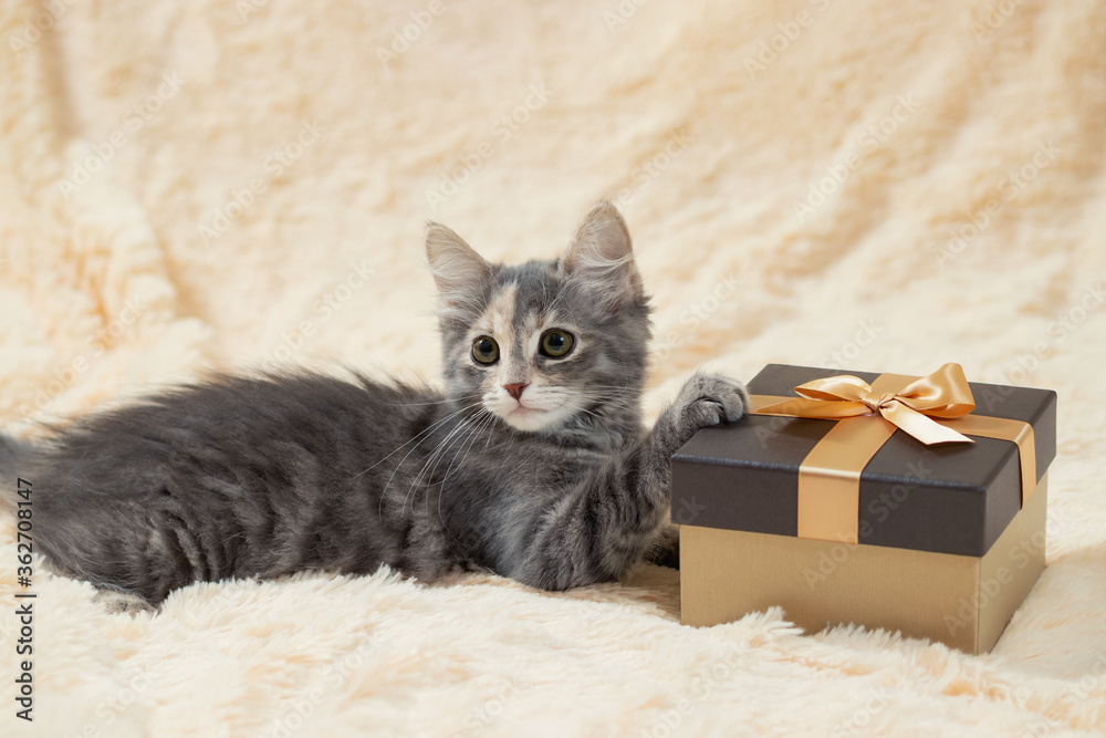 Cute fluffy gray kitten lies on a cream fur blanket next to a golden gift box