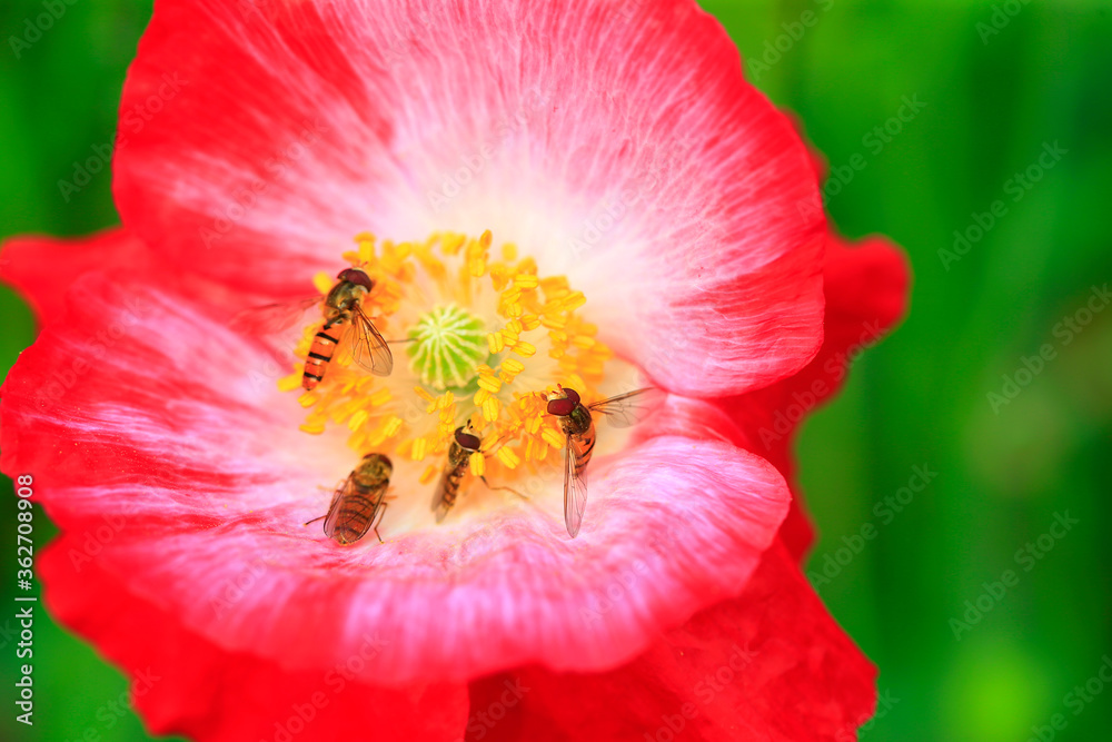 Bees gather nectar from flowers Bees gather nectar from flowers