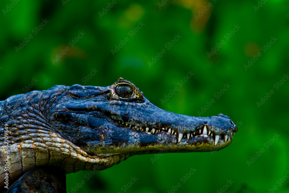Fototapeta premium Crocodiles in the Amazonian Pantanal