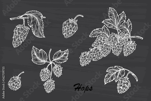 Hand drawn Hops set. Common hop or Humulus lupulus branch with leaves and cones. Vector illustration

