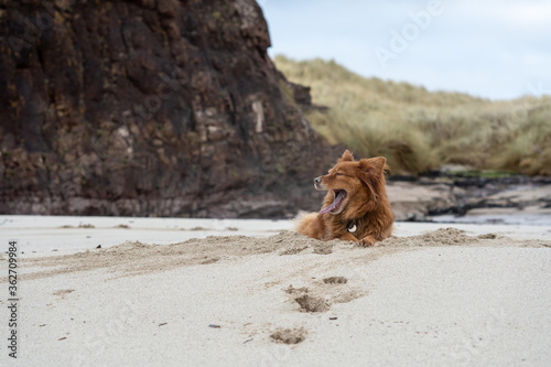 Happy red dog yawning on beach photo