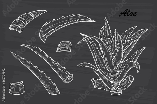 Hand drawn engraving style Aloe Vera plant set. Alternative medicine, treatment and body care with aloe vera ingredients. Vector illustration

