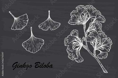 Medicinal plant Set. Hand drawn Ginkgo Biloba Tree. Branches and leaves. Vector illustration.
