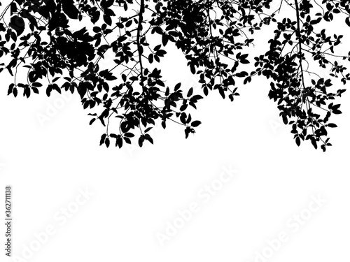 darktone of leaf isolated on white with copy space for text