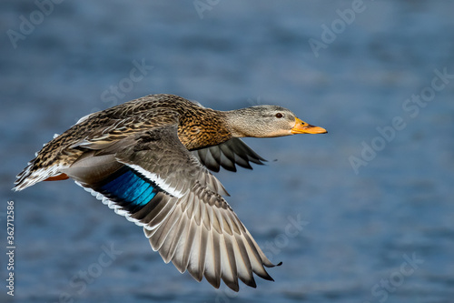 Fototapeta Mallard Duck Flying Over Lake