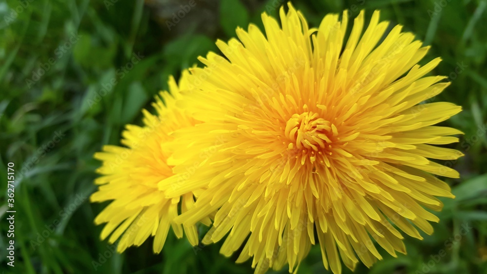 Yellow blooming large dandelion Yellow blooming large dandelion