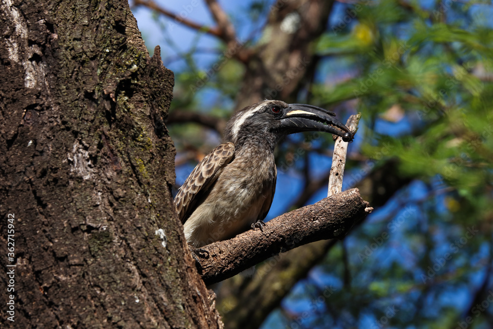 African Grey Hornbill Male With Caught Insect (Lophoceros nasutus), Pretoria, South Africa African Grey Hornbill Male With Caught Insect (Lophoceros nasutus), Pretoria, South Africa