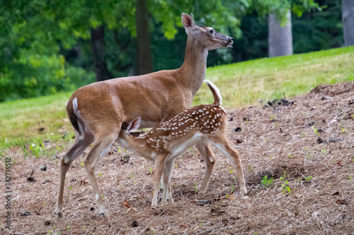 White-tailed deer fawn feeding in wooded area in wildlife refuge in Rome Georgia.