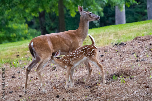 Photography White-tailed deer fawn feeding in wooded area in wildlife refuge in Rome Georgia