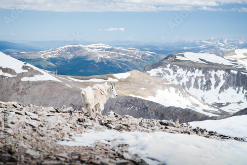 A mountain goat on the summit of a peak in Colorado. 