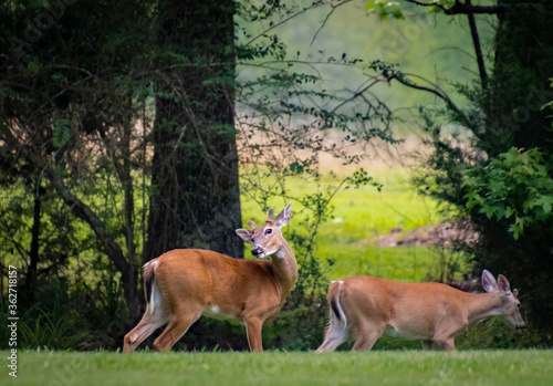 White Tailed Deer eating grass at wildlife park in Rome Georgia.