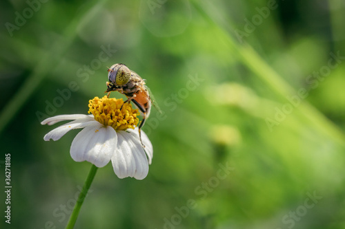 Close up image of hover fly pollinating daisy flower