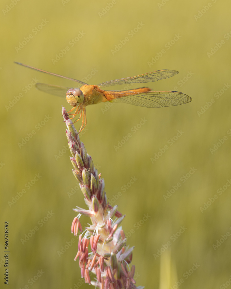 Macro image of dragonfly sittingat the edge of plant Macro image of dragonfly sittingat the edge of plant