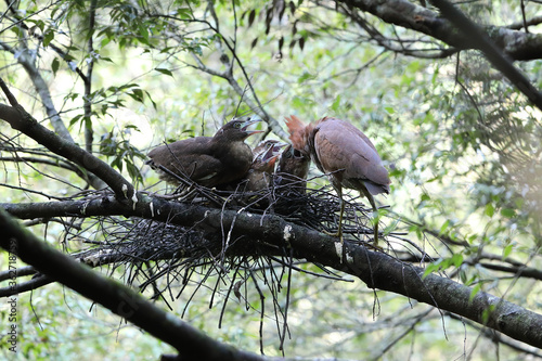 Japanese night heron (Gorsachius goisagi) nesting in Japan