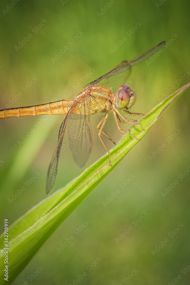 Side view of yellow dragonfly on macro image Side view of yellow dragonfly on macro image