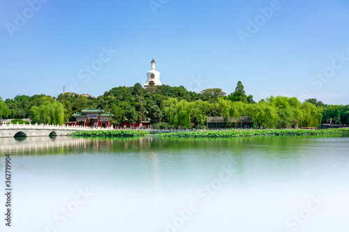 Summer in Beihai Park, Beijing, China, the white pagoda and blooming lotus in Beihai Park