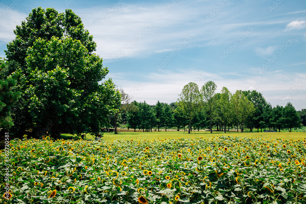 Obraz premium Sunflower field with green tree forest in Korea
