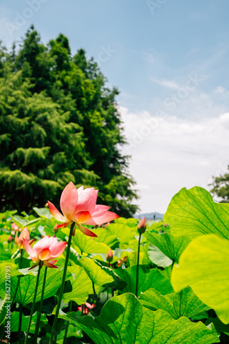 Lotus flower field under blue sky in Korea photo