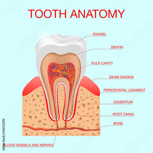 lustration Tooth anatomy vector dental infographics. Dental concept. Education poster template, medical anatomy infographics. Medical banner, eaflet or brochure graphic design.