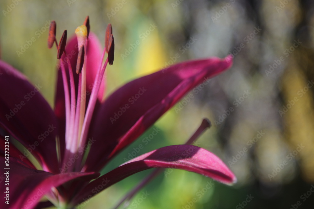Fototapeta premium dark red lily from side angle