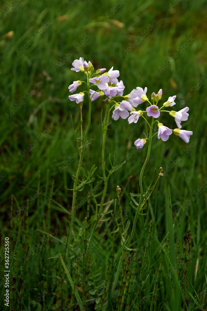 small alpine flowers on a background of tall green grass small alpine flowers on a background of tall green grass