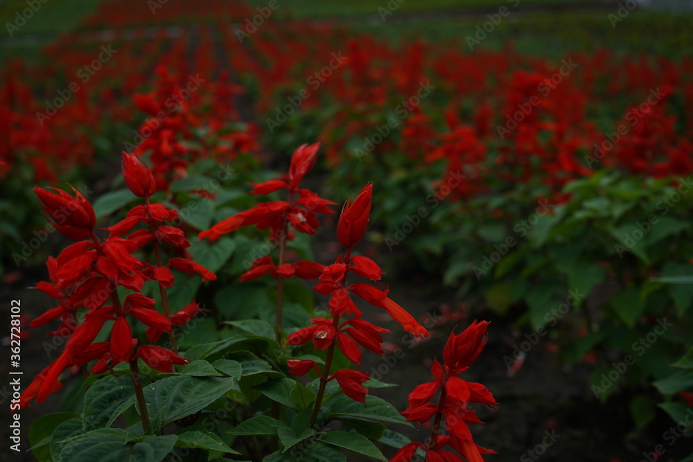 サルビア　夏の花壇　花　赤い花　夏休み