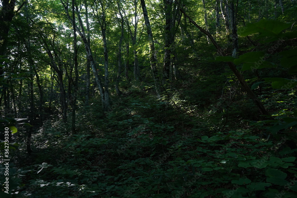 Obraz premium ブナの森 白神山地 夏休み トレッキング 世界遺産 森 風景