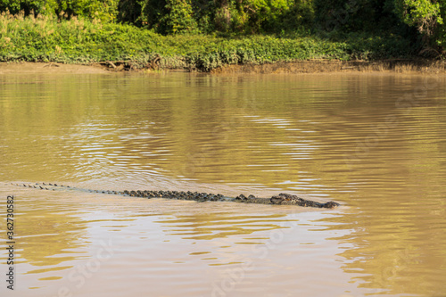 Fototapeta Crocodile lurking in the murky water of Adelaide River