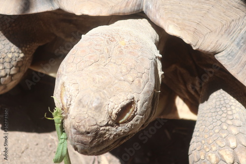 Close up tortoise head