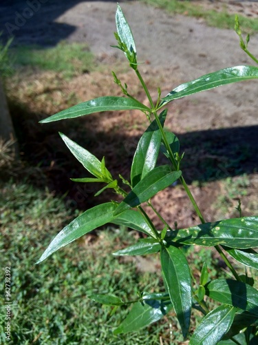 Close up green Andrographis paniculata (creat, sambiloto, green chireta) in the nature.  It is an annual herbaceous plant in the family Acanthaceae. Herbs medicine with bitter taste. photo