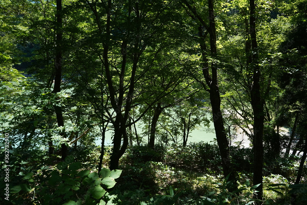 Fototapeta premium 白神山地 マザーツリー 森 ブナ 世界遺産 