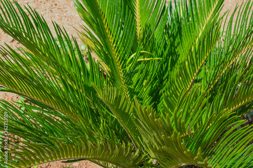 Beautiful Green Long Leaves Plant At The Garden On Sunlight.