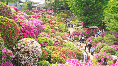 Blooming azalea path in Bunkyo Azalea Festival (Tsutsuji Matsuri) at Nezu Shrine