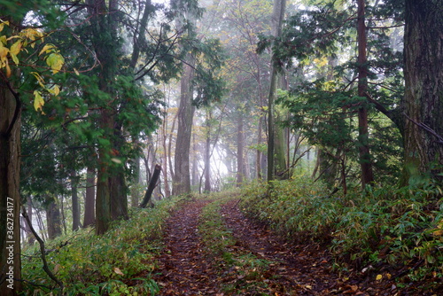 Fototapeta Naklejka Na Ścianę i Meble -  霧の中の林を歩く