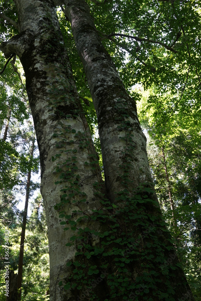 Fototapeta premium ブナの森 森 森の風景 白神山地 世界遺産