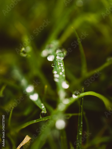 Grass with water droplets © Thanh