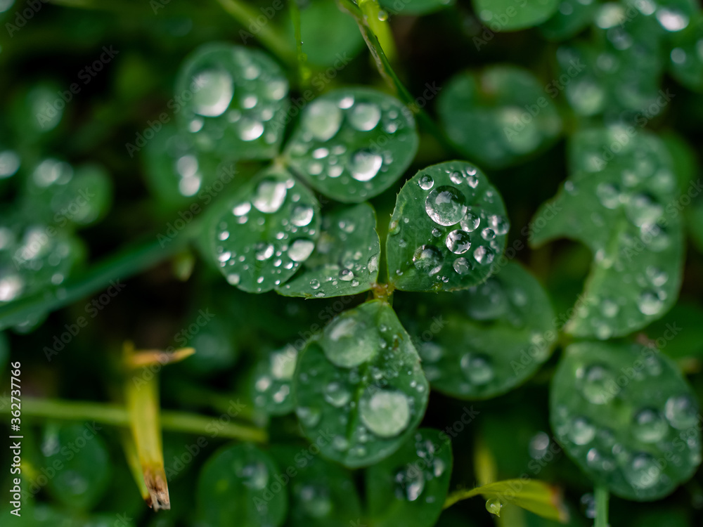rain drops on a leaf rain drops on a leaf