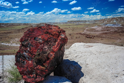 Petrified Forest photo