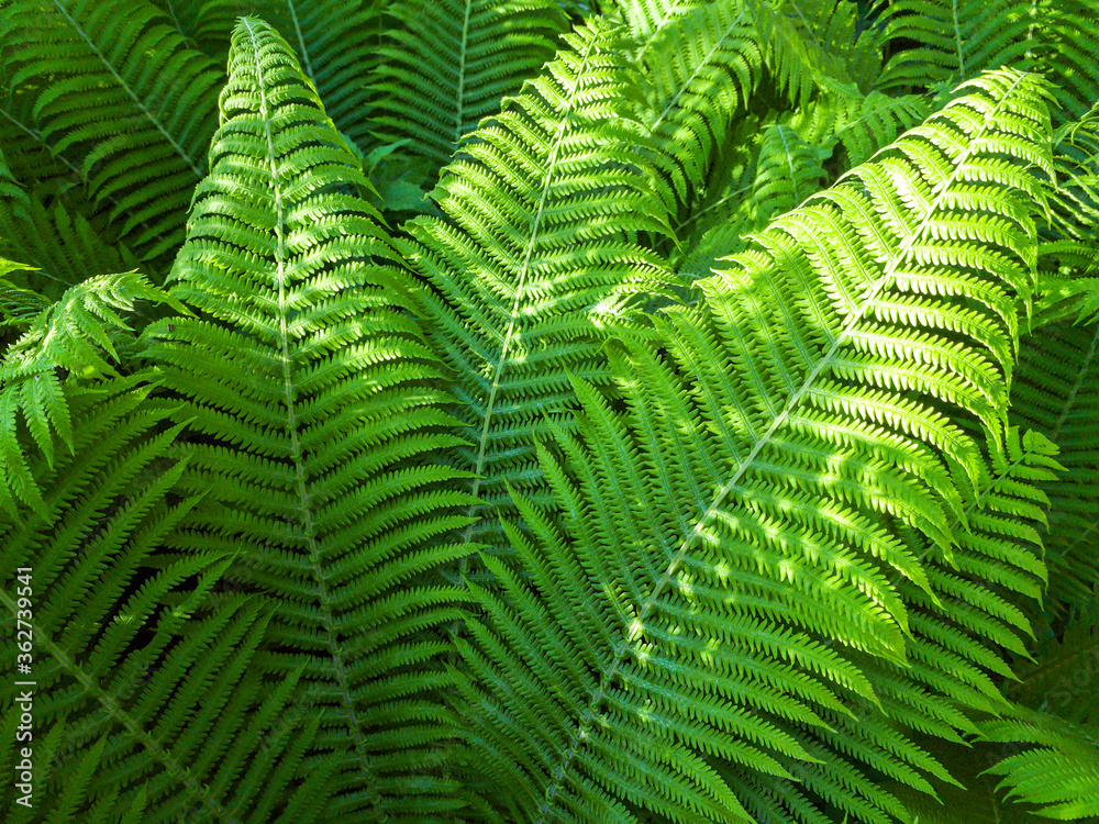 fresh young leaves of ferns in a forest on sunny summer day. green nature background
