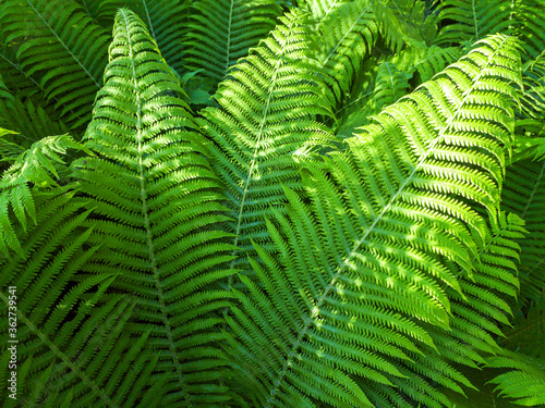fresh young leaves of ferns in a forest on sunny summer day. green nature background