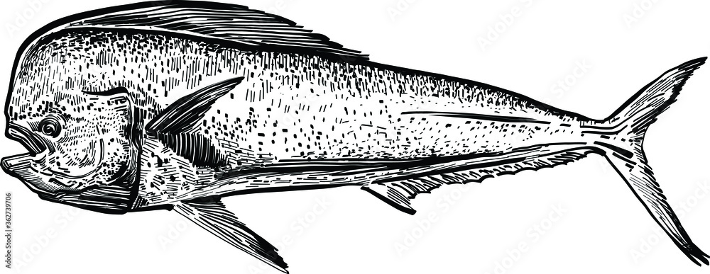 Mahi Vector The vector illustration of the ocean fish Mahi-mahi Stock Vector ...