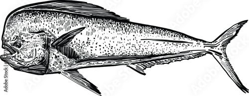 The vector illustration of the ocean fish Mahi-mahi photo