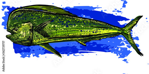 The vector illustration of the ocean fish Mahi-mahi