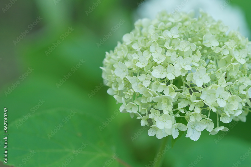 満開のアナベル2