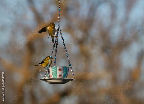 Two American Gold Finches Playing on a Teacup Bird Feeder photo