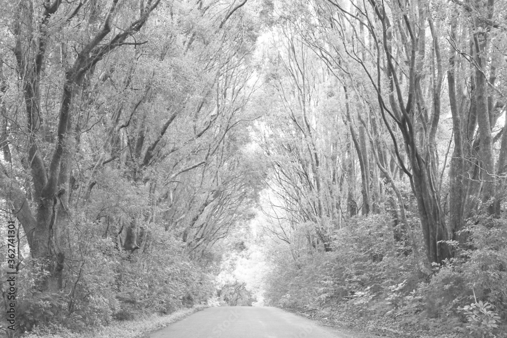 A tree lined road in Northern Rivers, New South Wales, Australia A tree lined road in Northern Rivers, New South Wales, Australia