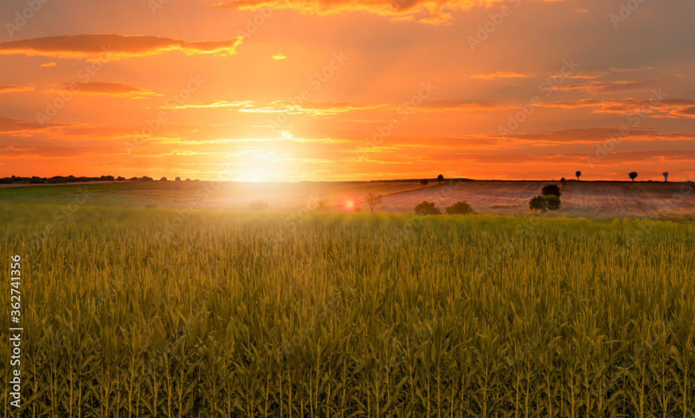 Beautiful sunrise over the corn field