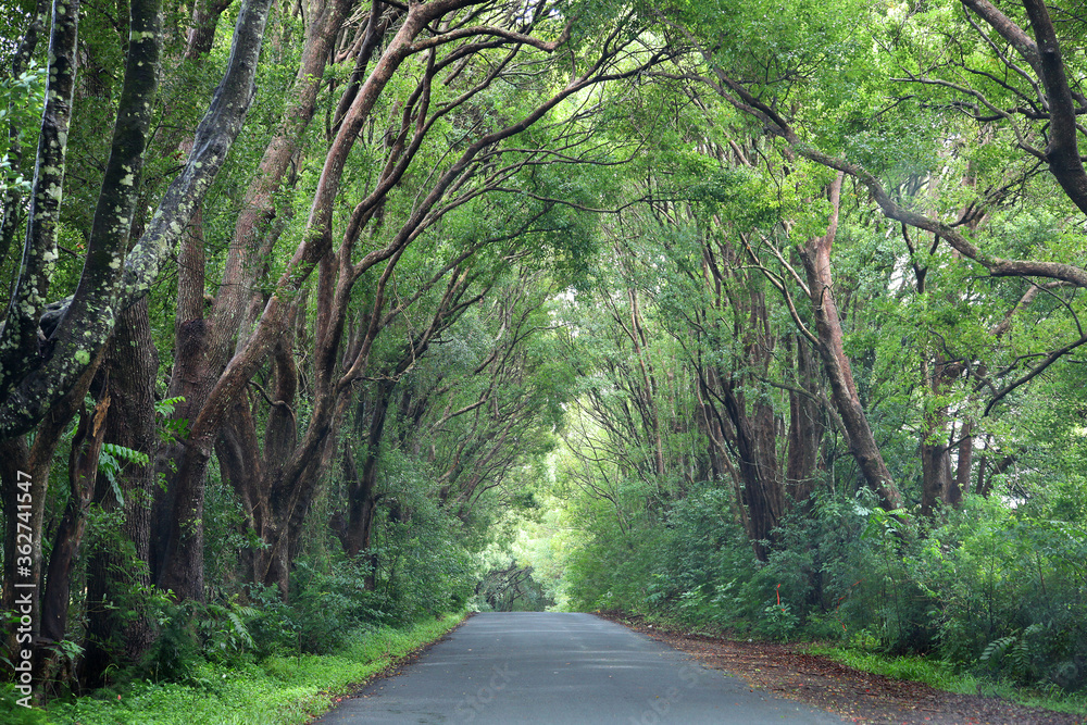 Fototapeta premium A tree lined road in Northern Rivers, New South Wales, Australia