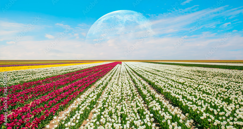 White Tulip Field under Blue Sky  with full moon 